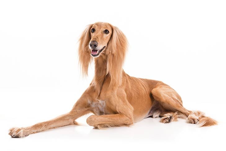 Saluki