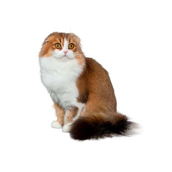 Skotu nokareno ausu kaķis