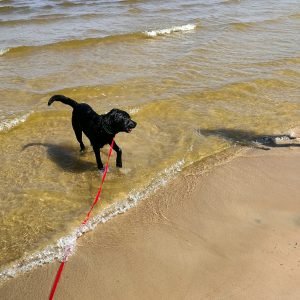 Roko
