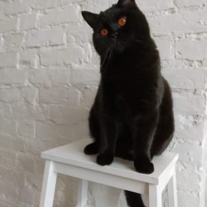 Bigijs