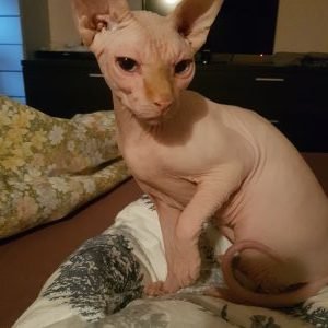 Ogijs