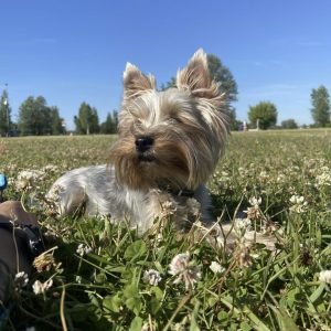 Lulu