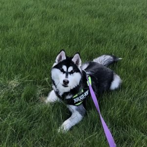 Leila