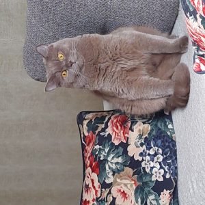 FIGARO