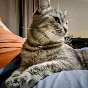 Fibi
