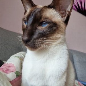 Mia
