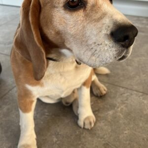 Bruno