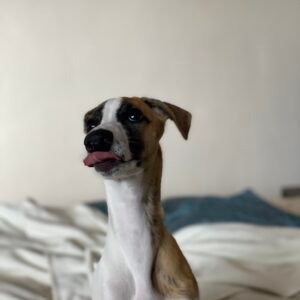 Marco