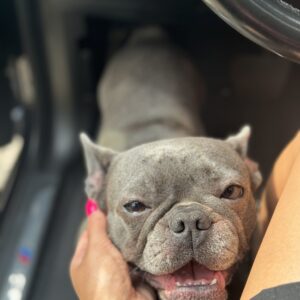 Leila