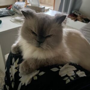 Bumble