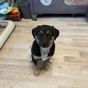 Arya