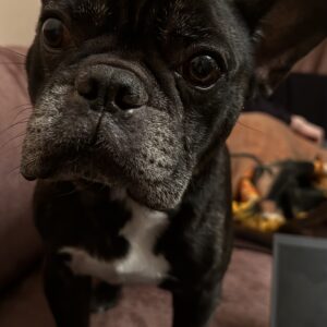 Darko