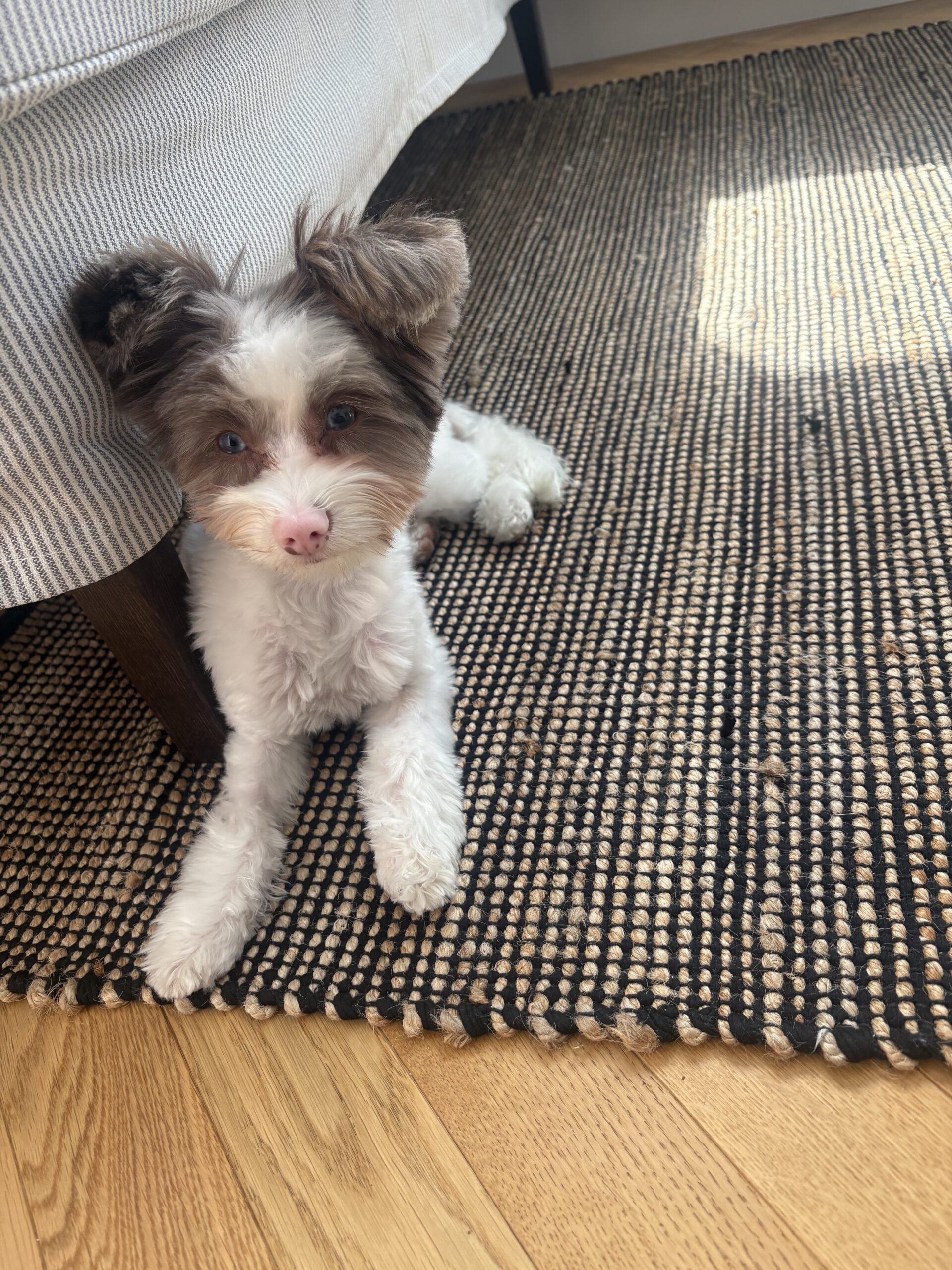 Milou